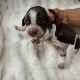 Maroon girl - Tri-Roan female English Springer Spaniel puppy in Fairfield, California from Goldridge Springers