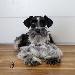 Gracie - Miniature Schnauzer