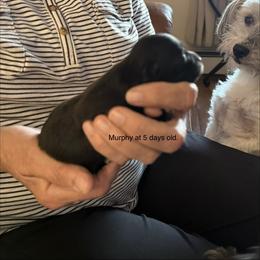Murphy - Black male Havanese puppy in Hudson, New York from Havanese of Claverack and Hudson Valley Labradors