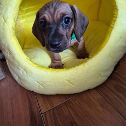 Cash - Cream male Dachshund puppy in Wildomar, California from Mindy's Dachshunds
