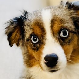 Miniature American Shepherds, Miniature Australian Shepherds, and Toy Australian Shepherds from Corner Oak Aussies