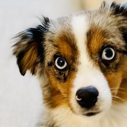 Miniature American Shepherds, Miniature Australian Shepherds, and Toy Australian Shepherds from Corner Oak Aussies