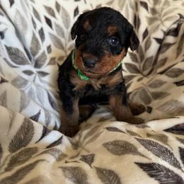 Green - Black and tan female Airedale Terrier puppy in Anderson, California from Airedales of Myriad Ranch