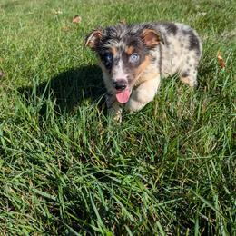 Australian Shepherd Puppies from WildBloom Australian Shepherds