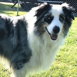 Australian Shepherds from Stover's Australian Shepherd's, LLC