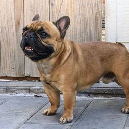 Davinci - French Bulldog