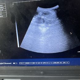 Goldendoodle puppies from West Michigan Doodles and Poodles