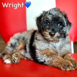 Ryder Wright - Blue merle male Aussiedoodle puppy in Lancaster, Minnesota from Finney Ranch