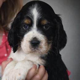 Max - Black white and tan male English Springer Spaniel puppy in Florida from Thunderbird Springers