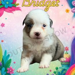 Bridget - Blue merle female Miniature Australian Shepherd puppy in Oronogo, Missouri from Dutton's Show Me Farms
