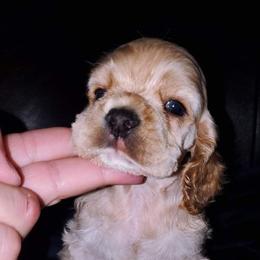 Cocker Spaniel Puppies from Top Notch Sporting Dogs