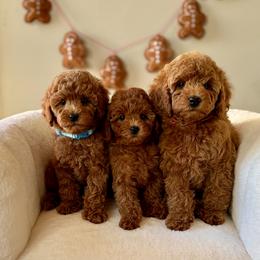 Bernedoodle and Poodle Puppies from Miranda’s Sunshine Poodles and Doodles