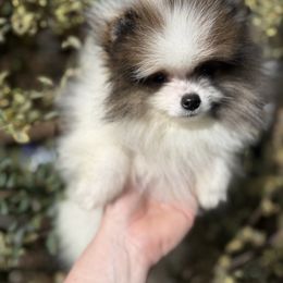 Leopold - Orange parti male Pomeranian puppy in Zionville, North Carolina from Shaner Poms