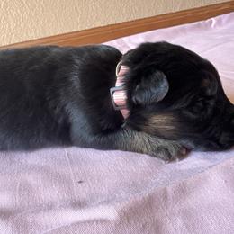 Pale pink female - Black and tan female German Shepherd puppy in Jennings, Kansas from Lost Creek German Shepherds LLC