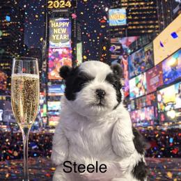 Steele - Blue and white male Shih Tzu puppy in Hialeah, Florida from South East Coast Angels Shih Tzus