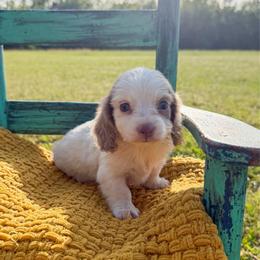 Izzie - Fawn (isabella) and cream female Dachshund puppy in New Albany, Mississippi from Double A. Doxies