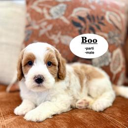 Boo - Brown and white male Bernedoodle puppy in Jackson, Mississippi from T.M. Poodles & Doodles
