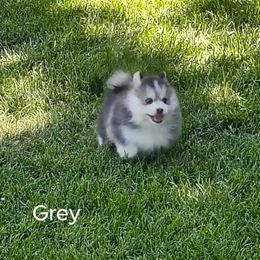 Grey - Silver and white male Pomsky puppy in Blackfoot, Idaho from Snake River Pomskys