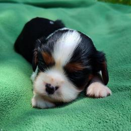 Dot - Tri-color female Cavalier King Charles Spaniel puppy in Soddy Daisy, Tennessee from Cocoa Cavaliers