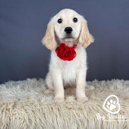 Sadie - White female Companion Cross puppy in Utah County, Utah from Big Hearted Breeders