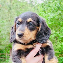 Ava - Black and tan female Dachshund puppy in Mc Donough, Georgia from Hot Diggity Doxies
