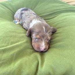 Casper - Dapple male Dachshund puppy in Cave City, Kentucky from Mammoth Cave Dachshunds