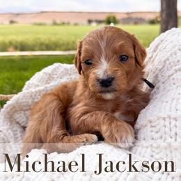 Michael Jackson - Red  male Goldendoodle puppy in Melba, Idaho from KZ Doodles