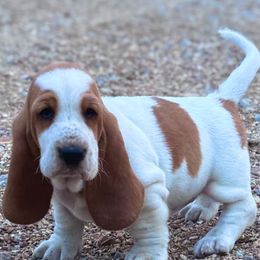 Rainey - Red and white female Basset Hound puppy in Conway, Missouri from Ozark Mountain Kennel