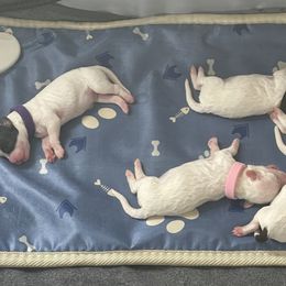 Shichons from Loving Paws Teddy Bear Patch