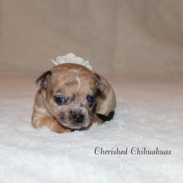 Opal - Merle female Chihuahua puppy in Willamina, Oregon from Cherished Chihuahuas