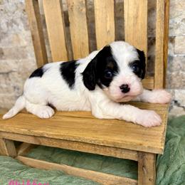 Chiffon - Black and white female Cavapoo puppy in Midland, Michigan from Northern Charm Farm