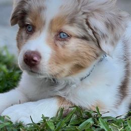 Miniature Australian Shepherd Puppies from Water's Edge Aussies