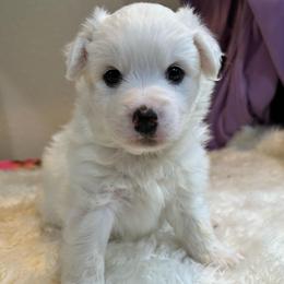 Basil - White male American Eskimo Dog puppy in Hesperia, California from Bella's American Eskimos