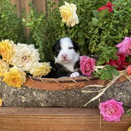 Miniature Australian Shepherd Puppies from Kennedy Kennels