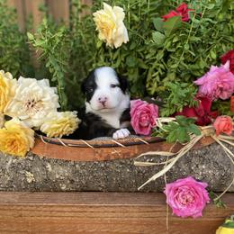 Miniature Australian Shepherd Puppies from Kennedy Kennels