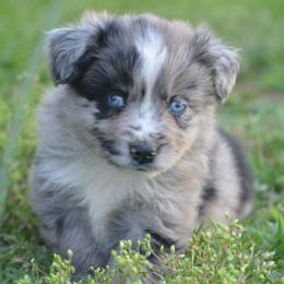 Blue Merle Male B - Blue merle male Miniature Australian Shepherd puppy in Louisville, Mississippi from K & K Livestock