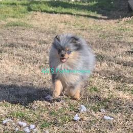 Rebel - Blue merle male Pomeranian puppy in Oologah, Oklahoma from GG's Pomeranians
