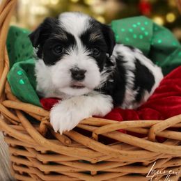 Mambo - Black and white male Havanese puppy in Hendersonville, North Carolina from Grayfinn House