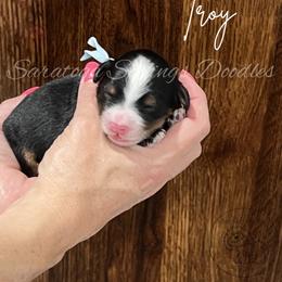 Troy - Tri-color male Bernedoodle puppy in Saratoga Springs, Utah from Saratoga Springs Doodles