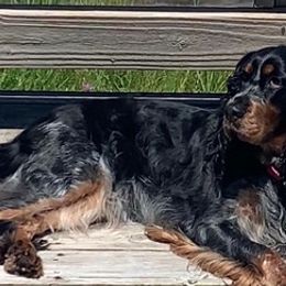 English Springer Spaniels from Whispering Cedars Springer Spaniels NJ