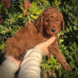 Pink Collar Girl - Red  female Poodle puppy in Modesto, California from Dry Creek Poodles