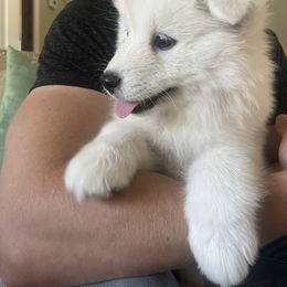 Samoyed Puppies from Sugar Sweet Samoyeds