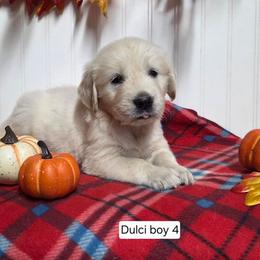 Dulci boy 4 - Light golden male Golden Retriever puppy in Niles, Michigan from Composer Goldens