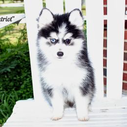 Patriot - Black and white male Pomsky puppy in Murfreesboro, Tennessee from Middle Tennessee Pomskies