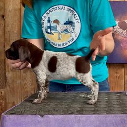 Cinderella - Liver and white female German Shorthaired Pointer puppy in North Branch, Minnesota from Chrishelle Farm