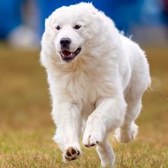 Dachshunds and Great Pyrenees from Pyradox