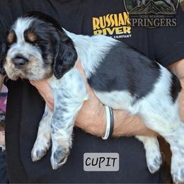 Cupid - Black white and tan male English Springer Spaniel puppy in Ocoee, Tennessee from Ocoee Mountain Springers