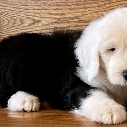 Old English Sheepdog Puppies from What the Fluff Old English Sheepdog