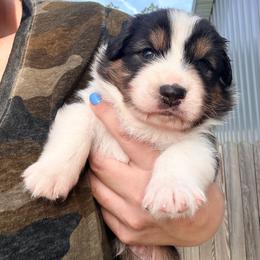 Fred - Black tri-color male Australian Shepherd puppy in Ashland, Ohio from SS Australian Shepherds