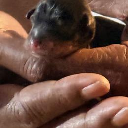 Miniature Pinscher Puppies from Bridget GreenBoddy